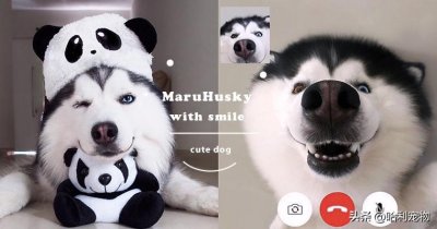 ​是心动的感觉！哈士奇Maru拥有天使微笑，每天笑到炸毛简直太疗愈