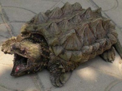 ​可以当宠物来养，也能被食用，30元一斤的鳄龟成为新宠