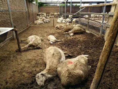 ​北科社评：“毒大葱”事件暴露出的种植户素质之低令人心惊