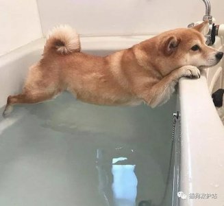 ​20张狗狗搞笑图片，养狗的人也太幸福了吧，每天身边都有“乐子”