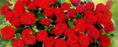 ​盆栽玫瑰花的养殖方法