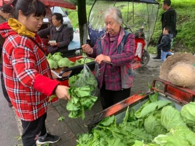 ​赶场，冬苋菜（冬寒菜）