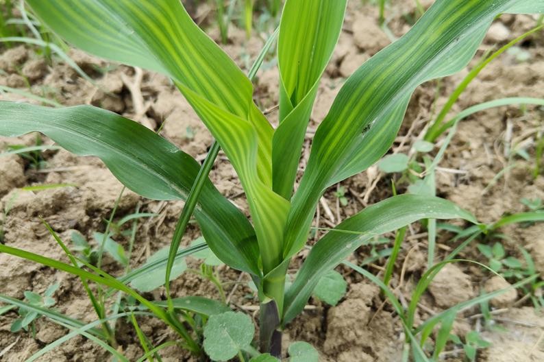 玉米苗栽的产量怎么样（玉米亩产量一般是多少公斤）