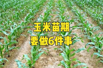 ​玉米苗栽的产量怎么样（玉米亩产量一般是多少公斤）