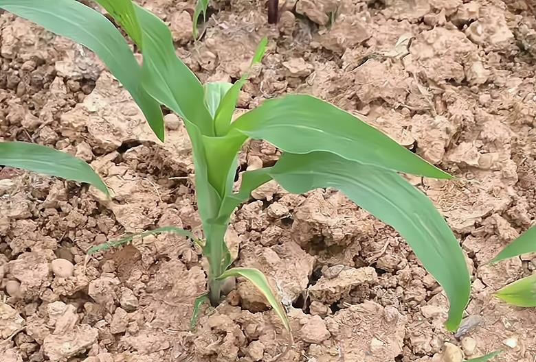 玉米苗栽的产量怎么样（玉米亩产量一般是多少公斤）