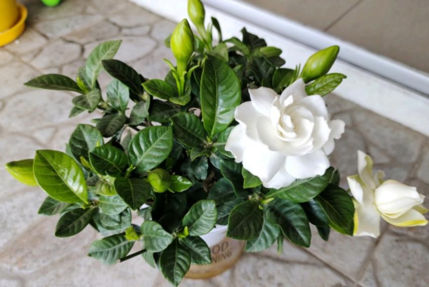 栀子花掉花苞怎么回事儿-（栀子花掉花苞是什么原因）