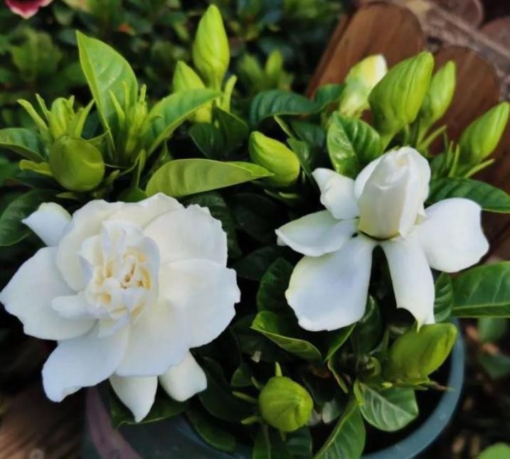 栀子花掉花苞怎么回事儿-（栀子花掉花苞是什么原因）