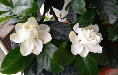 ​栀子花掉花苞怎么回事儿-（栀子花掉花苞是什么原因）