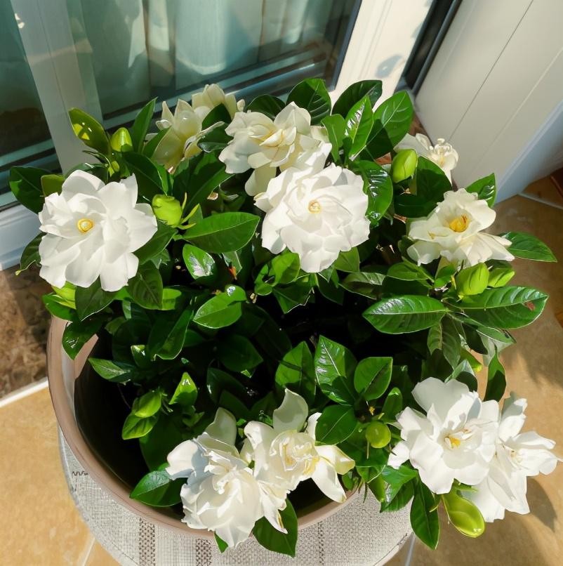 栀子花掉花苞怎么回事儿-（栀子花掉花苞是什么原因）