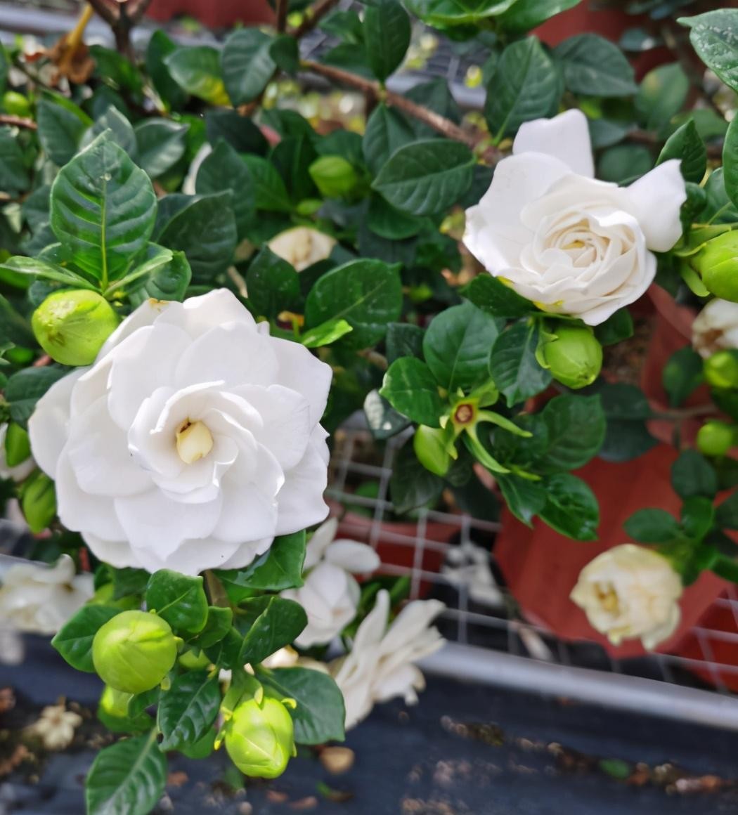 栀子花掉花苞怎么回事儿-（栀子花掉花苞是什么原因）