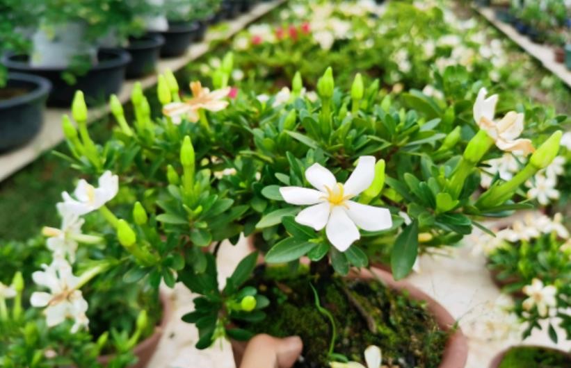 栀子花掉花苞怎么回事儿-（栀子花掉花苞是什么原因）