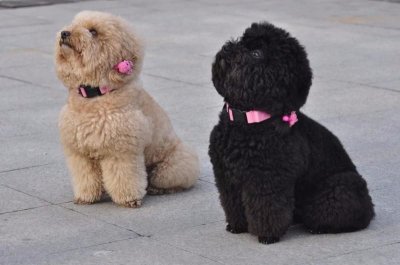 ​家养泰迪是公的好还是母的好（泰迪公的好还是母的好）