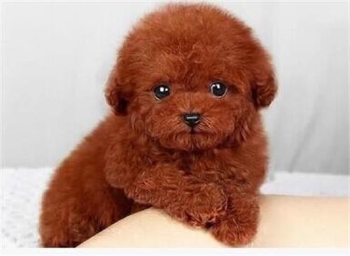 家养泰迪是公的好还是母的好（泰迪公的好还是母的好）