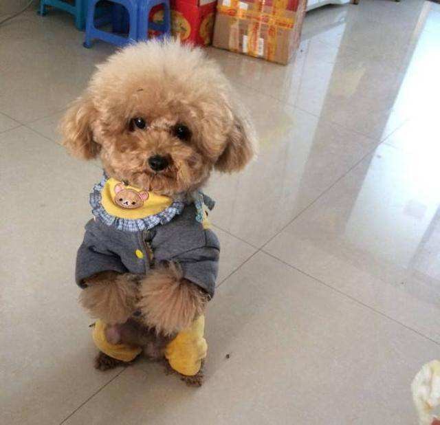 家养泰迪是公的好还是母的好（泰迪公的好还是母的好）