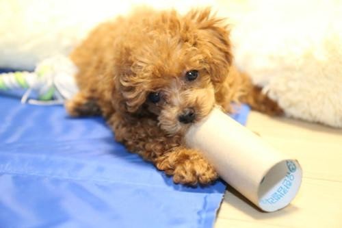 家养泰迪是公的好还是母的好（泰迪公的好还是母的好）