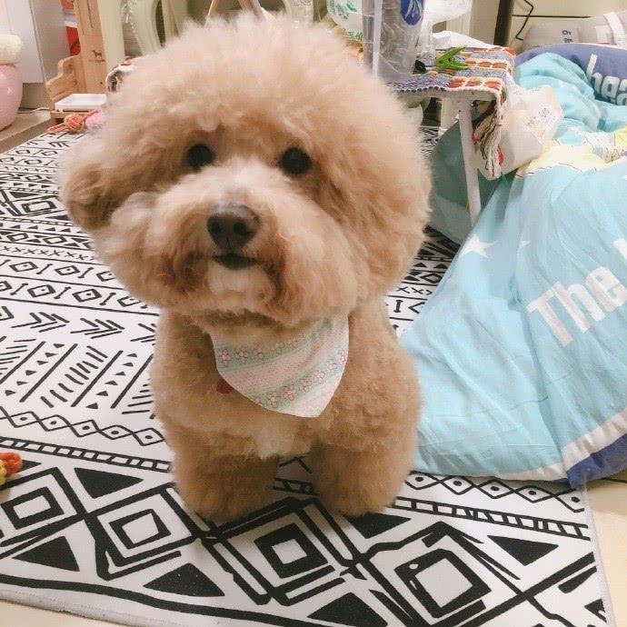 家养泰迪是公的好还是母的好（泰迪公的好还是母的好）