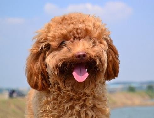 家养泰迪是公的好还是母的好（泰迪公的好还是母的好）