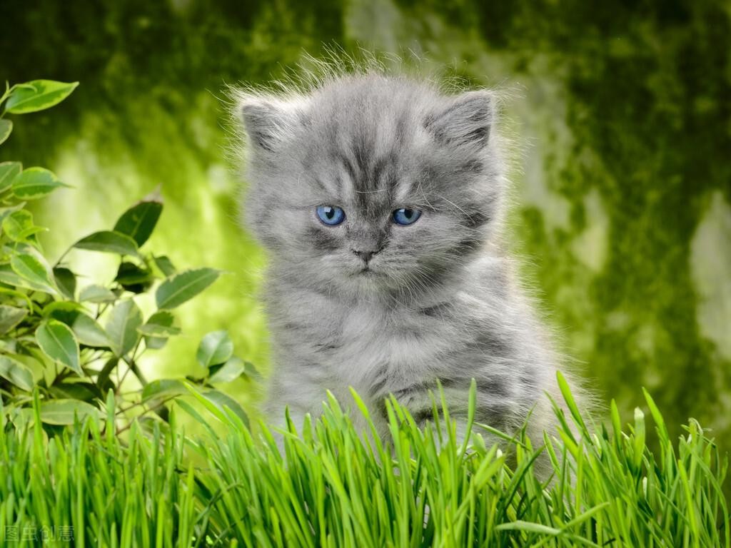 猫和人年龄对照（猫一年相当于人几岁智商）