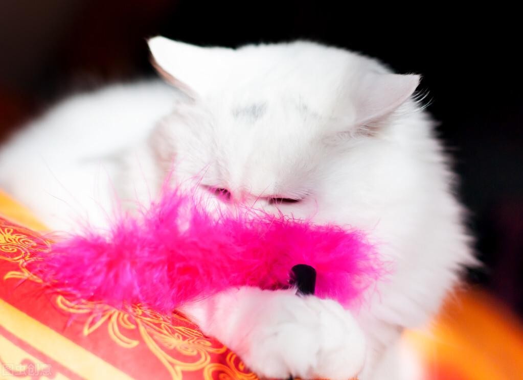 猫和人年龄对照（猫一年相当于人几岁智商）