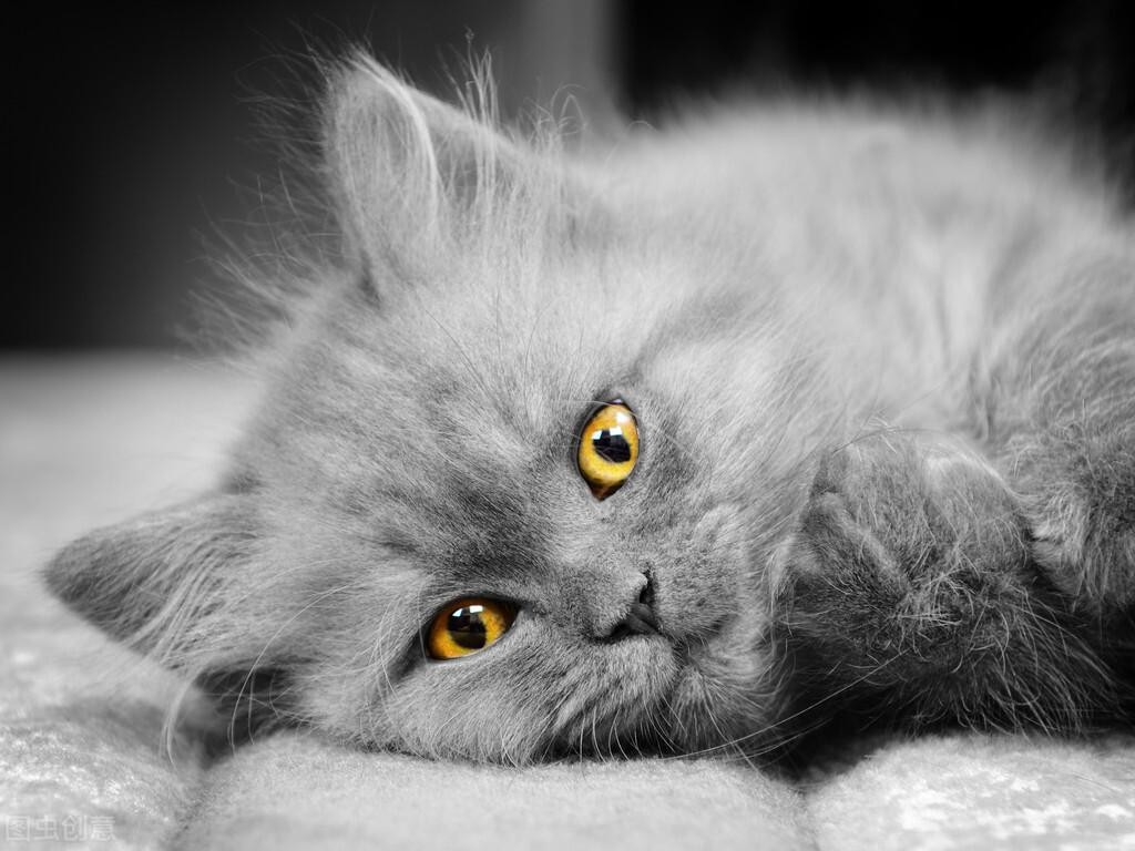 猫和人年龄对照（猫一年相当于人几岁智商）