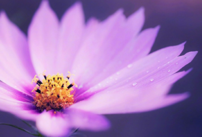 唯美的清秀的网名(150个)