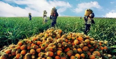 ​徐闻菠萝VS笨鲜生：是农民违约还是商家拿滞销来“营销”？
