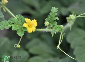 七月份可以种西瓜吗？7月份可以种西瓜吗？