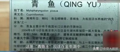 ​2004年南京金牛湖捕获212斤大青鱼，为什么金牛湖青鱼这么大？