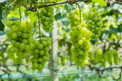 ​阳光玫瑰葡萄曝光事件，出什么问题了？为啥不能吃？