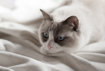 ​威武霸气的男孩名字388个，男孩霸气有涵养的名字大全