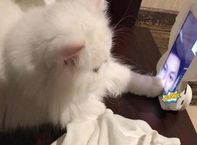 ​范冰冰深夜晒李晨与爱猫互动：这就是父女情深