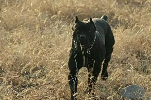 意大利古老獒犬品种——卡斯罗犬