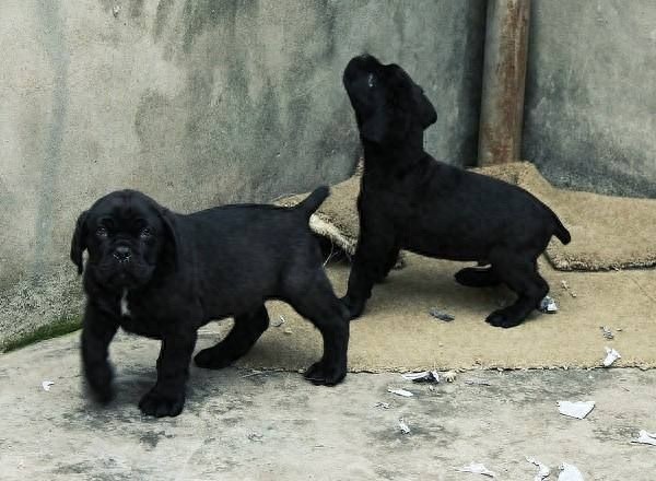 意大利古老獒犬品种——卡斯罗犬
