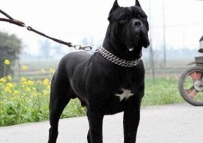 ​意大利古老獒犬品种——卡斯罗犬