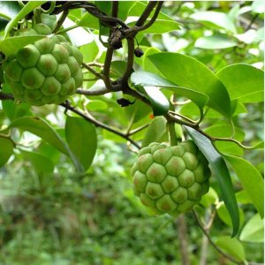 ​一种水果多种体验，大血藤果又名菠萝葡萄，像荔枝像苹果吃了保健