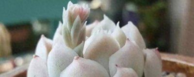 ​白月影多肉怎么养