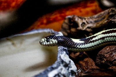 ​民间故事：蛇精