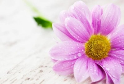 ​诗句大全500首精选94句