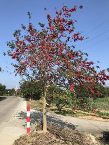 ​铁冬青（救必应）是一种什么样的植物？