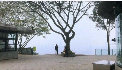 ​太美了！免费！重庆「一棵树分树」，免费赏渝中夜景