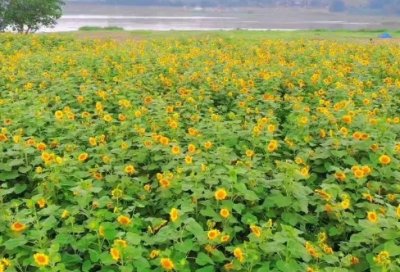 ​心灵健康名人名言