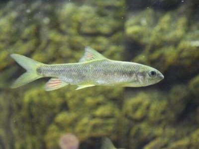 ​浑身是宝的赤鳞鱼，“下奶”比鲫鱼强十倍，因数量较少难得一见