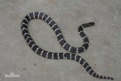 ​银环蛇的毒性亚洲最强，却被许多人小瞧