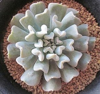 ​常见多肉——特玉莲