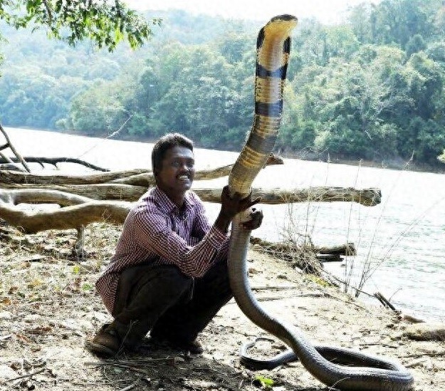 [原创]世界最大的毒蛇——“蛇类煞星”眼镜王蛇