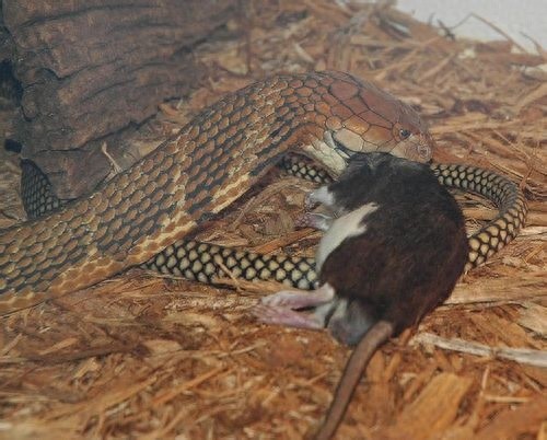 [原创]世界最大的毒蛇——“蛇类煞星”眼镜王蛇