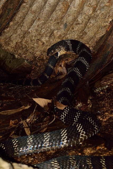 [原创]世界最大的毒蛇——“蛇类煞星”眼镜王蛇