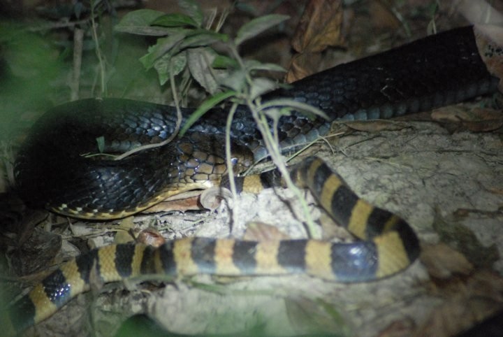 [原创]世界最大的毒蛇——“蛇类煞星”眼镜王蛇