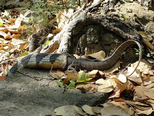 [原创]世界最大的毒蛇——“蛇类煞星”眼镜王蛇