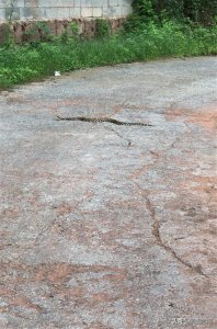 ​遇到蛇挡路，是预示什么还是偶然巧合？